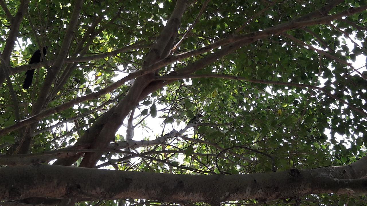 Amazing Villa Matara Bagian luar foto